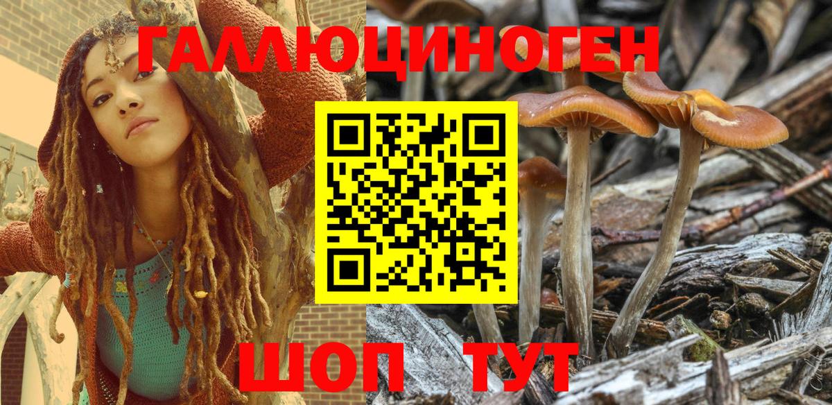 Псилоцибиновые грибы Psilocybine cubensis Кемерово